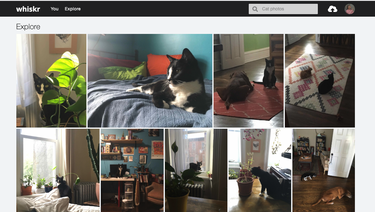 Screenshot of Whiskr Explore Page